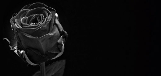 Trauer schwarze Rose